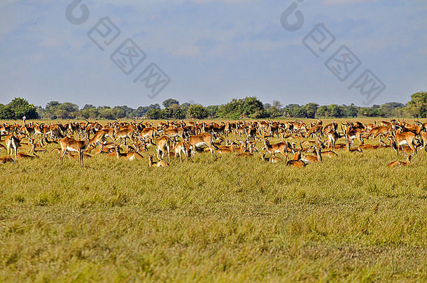 班韦乌卢赞比亚的地方黑色的驴羚科布斯leche史密斯马尼聚集巨大的牛群