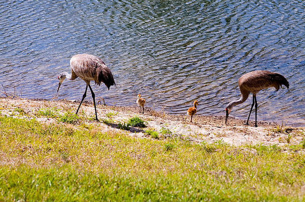 佛罗里达州的一个池塘里，沙丘鹤和小鸡在一起觅食。美国，美国，北美