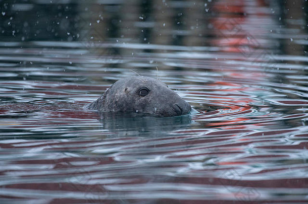 灰海豹在暴风雪中以反射色在港口游泳，Båtsfjord，挪威，北极挪威