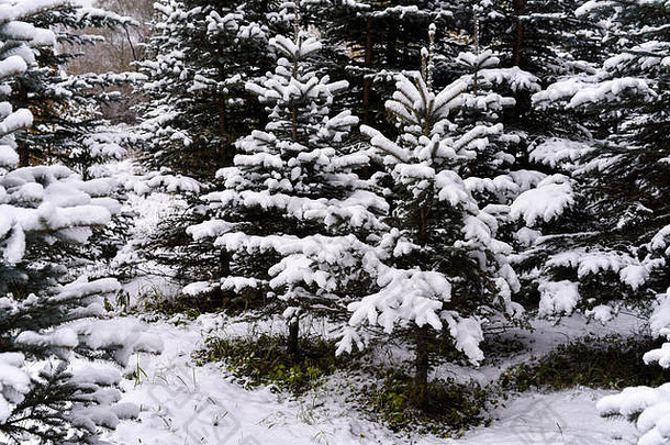 阴天毛皮树上的白色绒毛雪