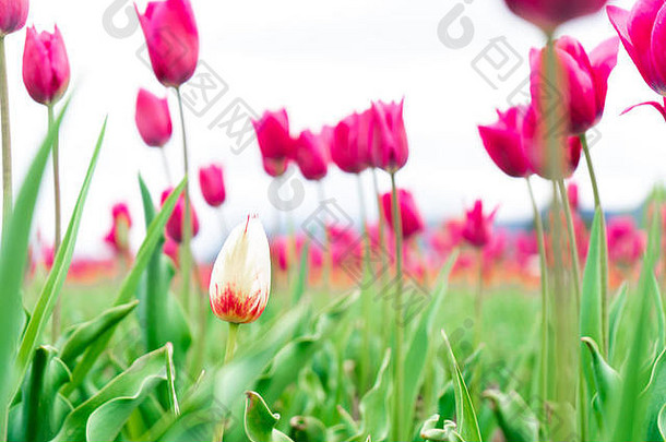 白色和红色的法国郁金香在一片花圃中，在粉红色的凯旋郁金香中，背景模糊，聚焦在一朵不同的花上。