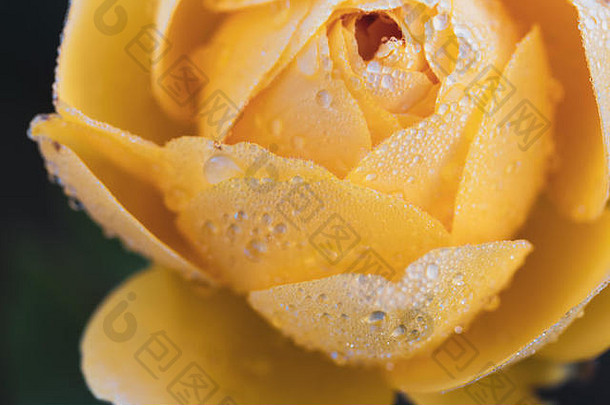 黄玫瑰<strong>上</strong>的水滴，花瓣的特写，<strong>春夏</strong>质感的宏观照片，空间。