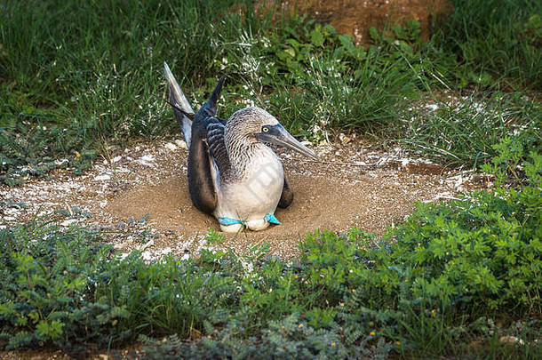 蓝脚鲣鸟，站在蛋上孵蛋。它们在地面的凹陷处筑巢，是加拉帕戈斯群岛所独有的