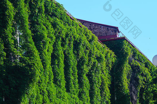外观砖建筑覆盖绿色艾薇蓝色的天空绿色体系结构生活墙垂直花园