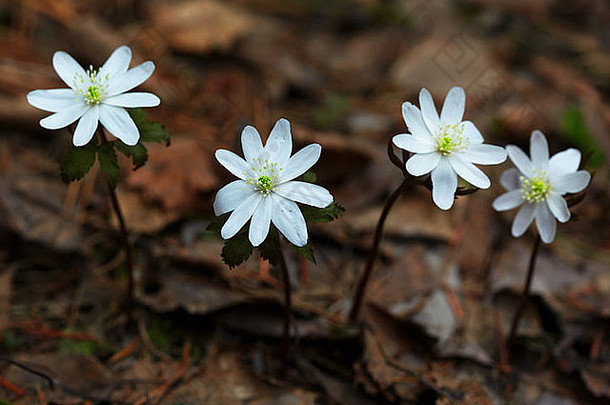 森林里的春花阿尔泰银莲花
