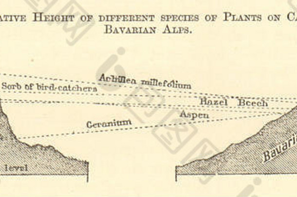 卡尼沟和巴伐利亚阿尔卑斯山植物物种比较高度。皮雷内斯。小1886