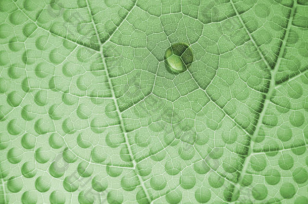 绿色叶结构水下降分层玻璃板孔阴影像滴