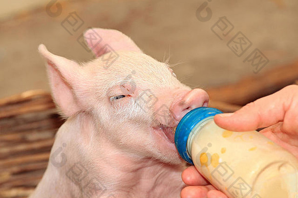 用奶瓶喂养小猪宝宝