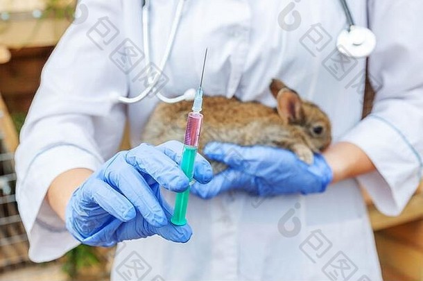 在牧场背景特写镜头中，一位手持注射器并注射兔子的兽医女士。在自然生态农场兽医手中接种疫苗的兔子。动物保育与生态农业理念