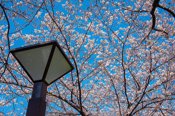 樱花盛开的季节在东京的美姑罗河，日本的美姑罗河樱花节。