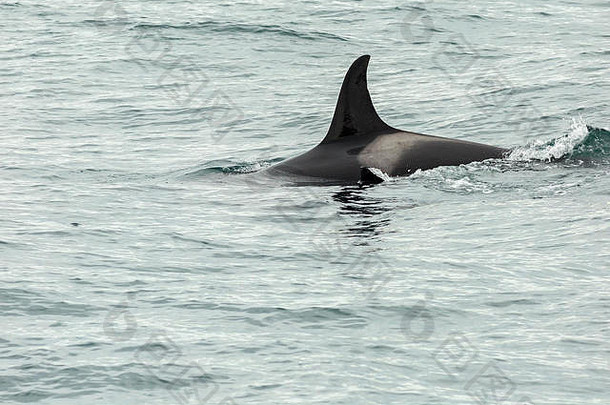 虎鲸-太平洋虎鲸。堪察加半岛附近水域。