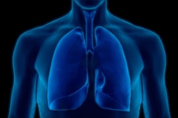 人体呼吸系统肺解剖