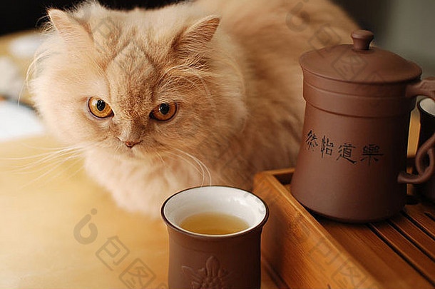波斯猫与中国茶