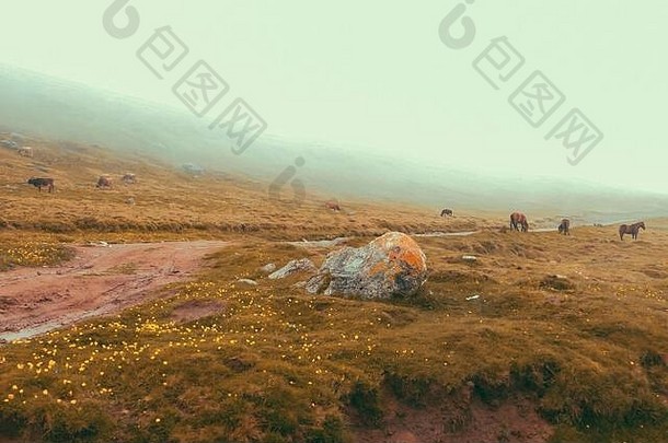 雨后的全景道路在多雾的喀尔巴阡山脉，在一个多雾的秋天早晨，农业奶牛在田野里。布塞吉山脉，罗马