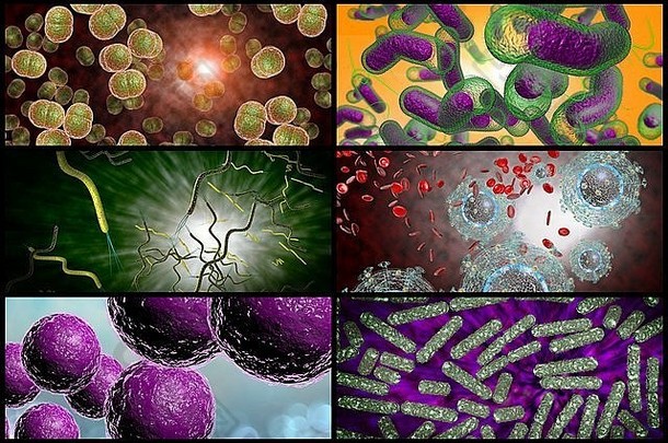 拼贴图像中各种细菌的3D显微镜特写