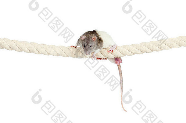 家鼠用白色隔离绳攀爬