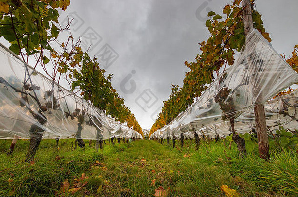 在德国莱茵高地区的一个葡萄园中，葡萄被塑料包裹，用于生产icewein eiswein，这种箔保护葡萄免受鸟类和<strong>野生动植物</strong>的侵害