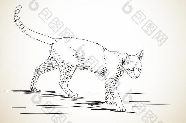 猫在剖面中行走的草图，手绘插图