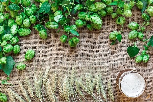 绿色新鲜啤酒花，以小麦和啤酒为空间，在麻布背景上框显文本区域