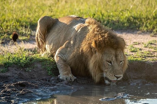 雄狮躺在泥潭里喝水