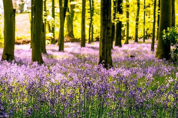 英国是全球野生风铃草总数量的大约一半的家园。冬天的天气越潮湿，它们的颜色就越鲜艳。