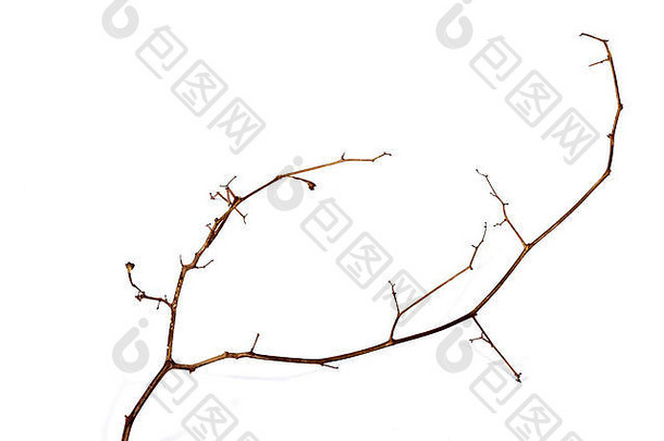 上图：白色背景上枯死植物枝条的摄影棚照片