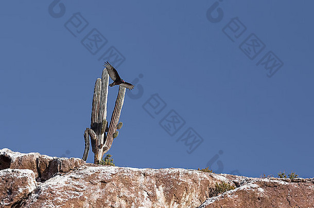 一只土耳其秃鹫在一座多岩石的赤壁上，从一棵老卡顿仙人掌的手臂上飞过