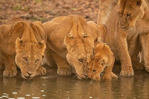 两只母狮躺在幼崽旁边喝水