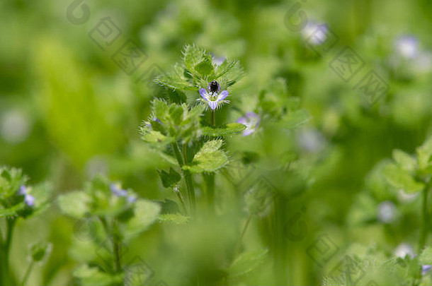 常春藤叶子的斯皮德威尔（Veronica hederifolia）花状植物。车前草科植物的蓝色花，在英国很常见