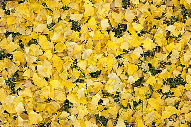 草上的黄色银杏叶。水平框架的镜头。
