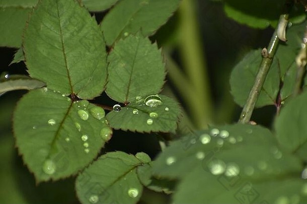 绿色叶子植物雨滴多雨的一天