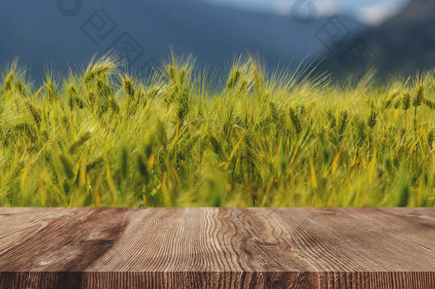 麦穗田背景，绿色小麦作物，木质地板