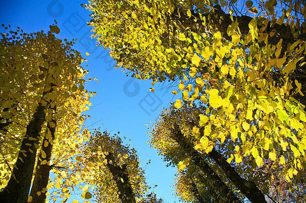 色彩斑斓的秋天黄色的叶子下午太阳