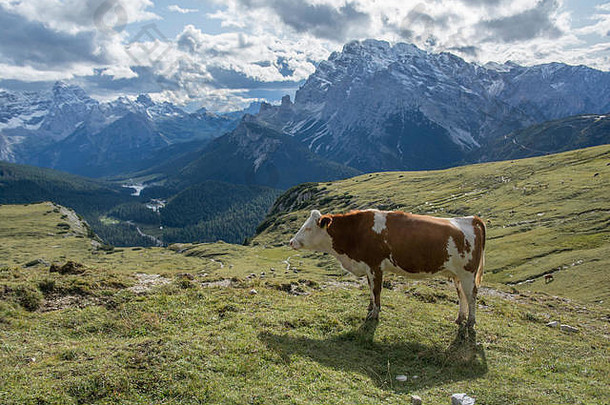 一头美丽的母牛，棕色和白色相间，栖息在意大利白云石上，四周群山环绕