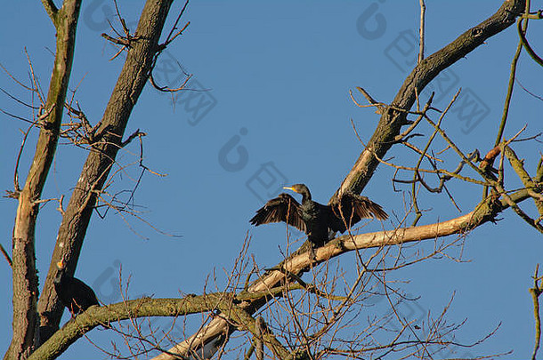 比利时布尔戈延自然保护区，一只鸬鹚坐在一棵光秃秃的树上，<strong>展翅飞翔</strong>，晴朗的天气里，天空湛蓝
