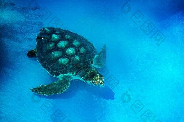 在水中游泳的海龟，巴西