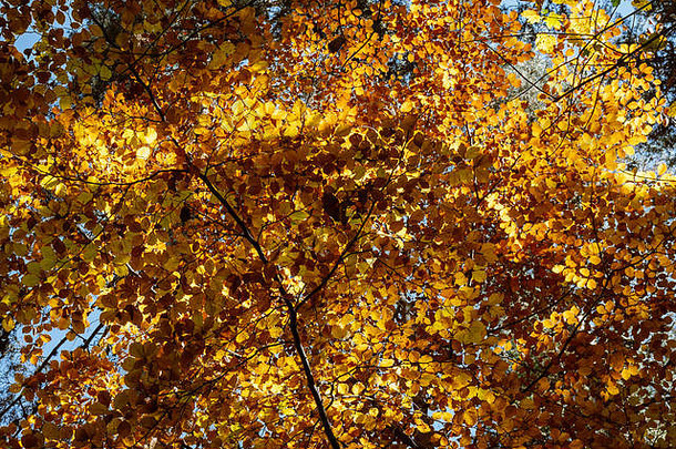 树冠和树枝，<strong>秋</strong>天的黄褐色<strong>叶子</strong>被太阳光照亮。阳光透过<strong>金</strong>色的树叶照射。