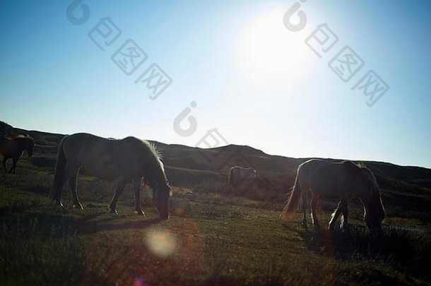 夏天炎热的阳光下，野马在沙丘上的草地上吃草