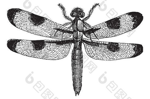 蜻蜓三斑（三斑），复古雕刻插图。特罗塞特百科全书（1886-1891）。