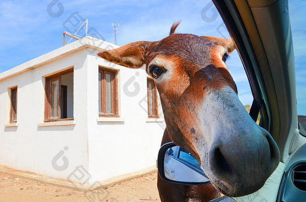 野生棕色（的）驴打开车窗口白色建筑背景鲤鱼半岛土耳其北部塞浦路斯野生驴受欢迎的吸引力塞浦路斯地区