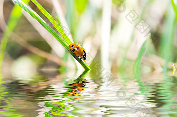 水上传单上的瓢虫