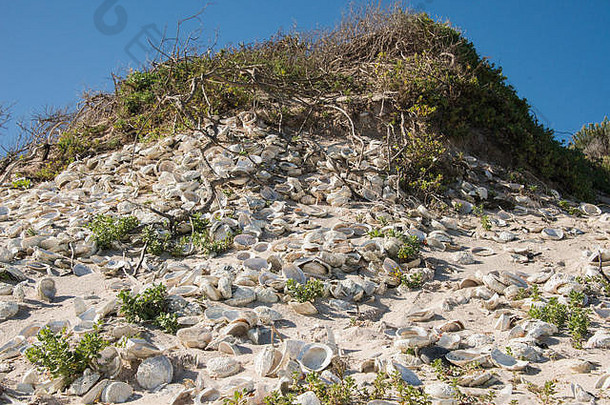 南非珍珠海滩上的古代鲍鱼贝壳，贝壳中间的一部分