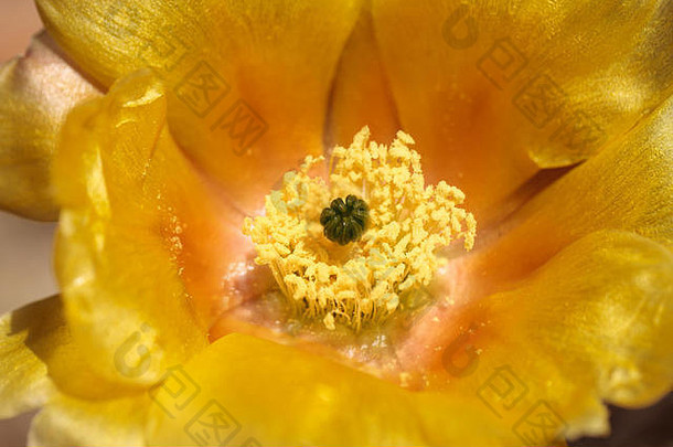 加利福尼亚州南部沙漠花园中的一种海岸桶形仙人掌，圣地亚哥桶形仙人掌，也被称为Ferocactus viridescens，开着黄色的花。