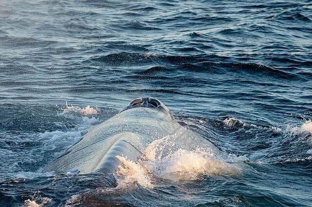 墨西哥南下加利福尼亚州马格达莱纳岛附近浮出水面的成年蓝鲸。