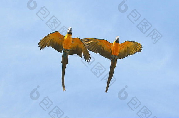 一对近距离飞行的南美洲蓝黄金刚鹦鹉（Ara ararauna）。也被称为蓝色和金色金刚鹦鹉