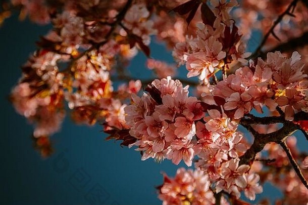开花树盛开的花自然明亮的春天一天荷兰粉红色的樱桃开花花树