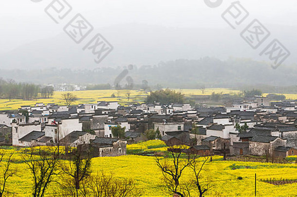 黄色油菜田中白色房屋的乡村景观。中国安徽省