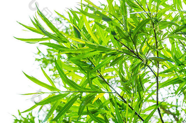 竹类植物背景