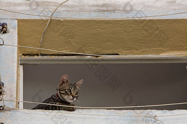 在克罗地亚旅行；一只猫坐在窗户里。