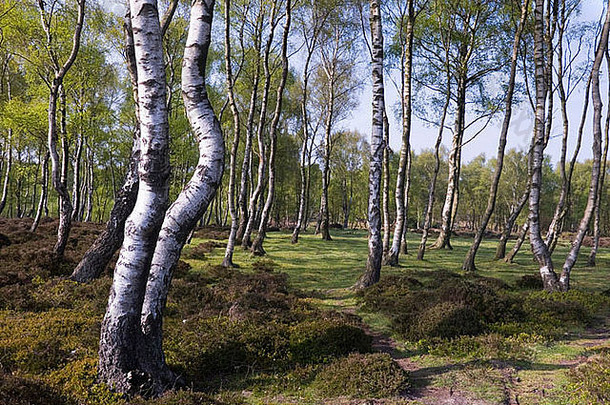 英国德比郡斯坦顿摩尔扭曲的巫婆银桦树（桦树）林场